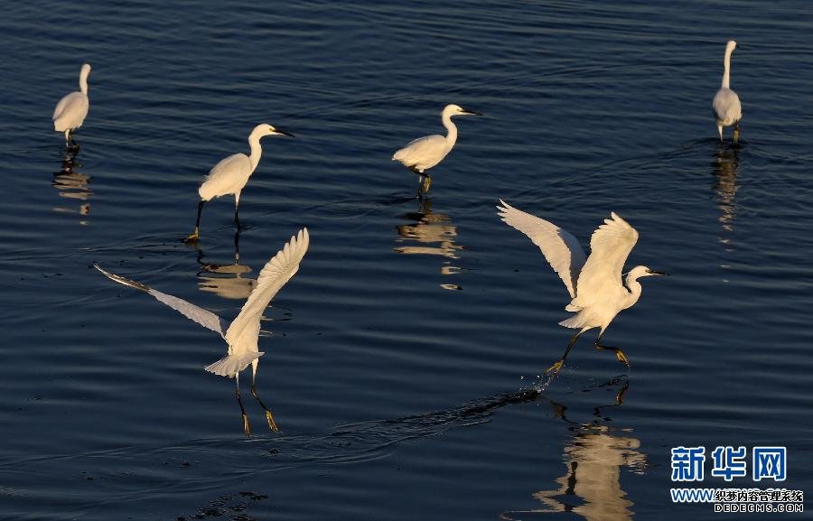 （生態(tài)）（3）北戴河進入觀鳥最佳時節(jié)