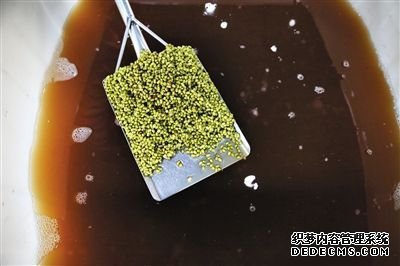 豆芽車間內，紅褐色的水里泡著用于發(fā)芽的綠豆。