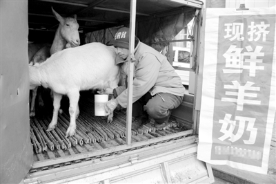 現(xiàn)擠鮮牛奶。