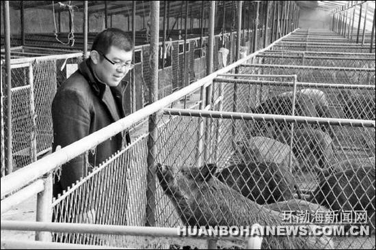 圖為劉凱在觀察野豬生長情況。