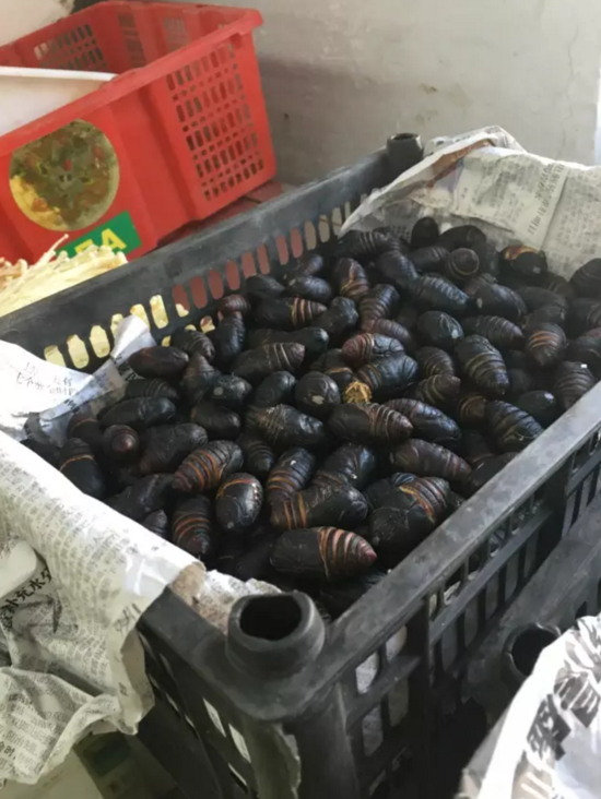 媒體曝上海姑娘返鄉(xiāng)日記:在東北婆家的第一個年