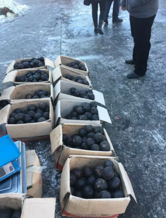 媒體曝上海姑娘返鄉(xiāng)日記:在東北婆家的第一個年