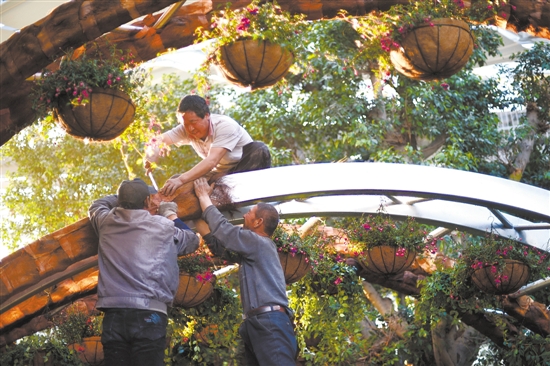 3月14日，唐山世園會(huì)熱帶植物館內(nèi)，工人們正在使用棕櫚樹(shù)皮做花卉布展造型。