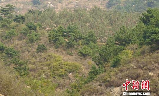 站在山坡上望去，一片蘋果樹隱藏在松樹林之中?！埛?攝