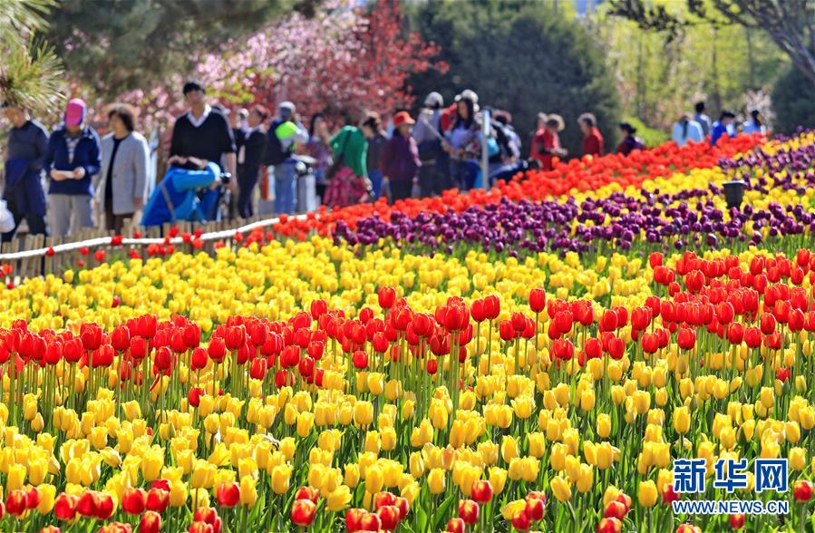 4月20日，游客在秦皇島市新世紀公園欣賞盛開的郁金香。