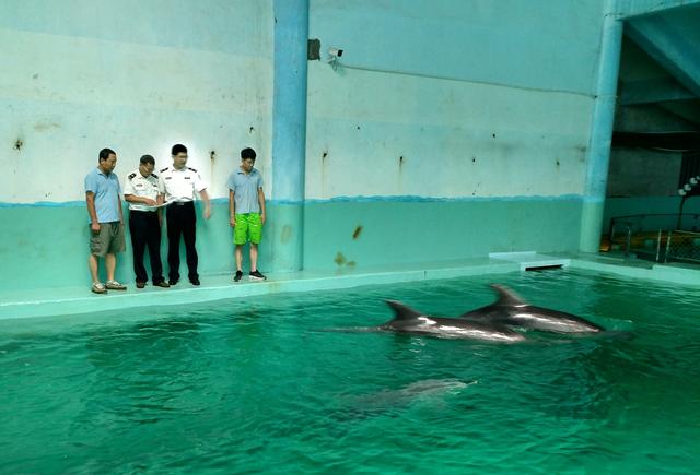 6頭瓶鼻海豚順利運抵秦皇島隔離場