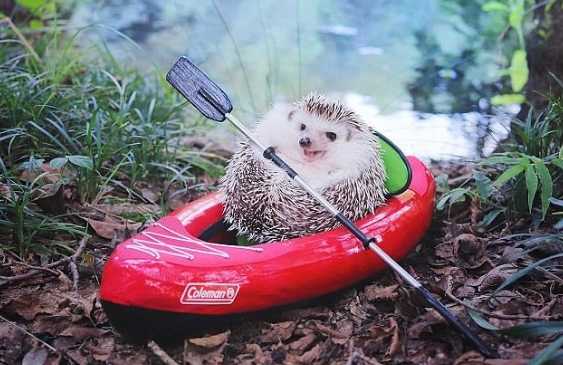 可愛！日本小刺猬野營照片萌化人心