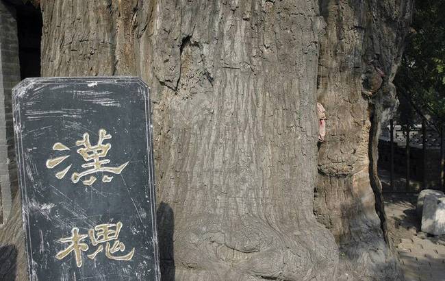 2018年1月17日?qǐng)?bào)道，山西省古州平定有一位跨越23個(gè)世紀(jì)的漢槐，位于平定西鎖簧村的中心，它聳立在由石頭壘成的半圓護(hù)坡上，樹后是村里的娘娘祠廟。