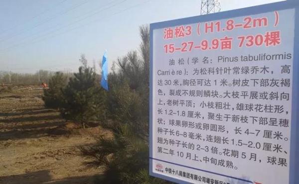 雄安新區(qū)千年秀林樹木介紹。