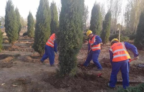 雄安新區(qū)千年秀林種植現(xiàn)場。