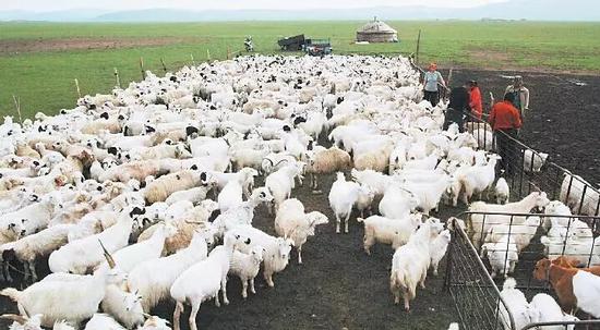 13?。▍^(qū)）開展苜蓿示范基地建設(shè)